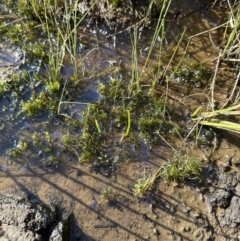 Chara sp. (genus) (A charophyte green algae) at Yarralumla, ACT - 29 Sep 2023 by lbradley