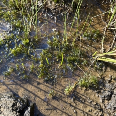 Chara sp. (genus) (A charophyte green algae) at Belconnen, ACT - 29 Sep 2023 by lbradley