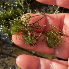 Chara sp. (genus) at Yarralumla, ACT - 29 Sep 2023