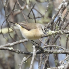 Acanthiza chrysorrhoa (Yellow-rumped Thornbill) at Dryandra Woodland National Park - 11 Sep 2023 by HelenCross