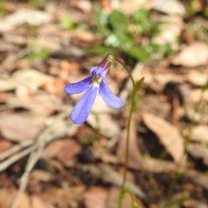 Lobelia rhombifolia at Beelu National Park - 12 Sep 2023