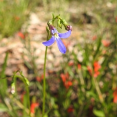 Lobelia rhombifolia at Beelu National Park - 12 Sep 2023