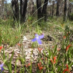 Lobelia rhombifolia at Beelu National Park - 12 Sep 2023