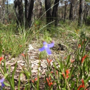 Lobelia rhombifolia at Beelu National Park - 12 Sep 2023 02:04 PM