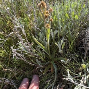 Luzula densiflora at Yarralumla, ACT - 29 Sep 2023 04:23 PM