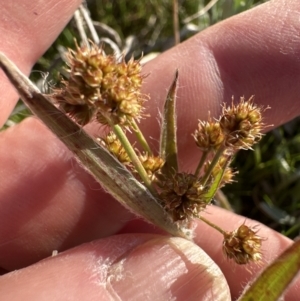 Luzula densiflora at Belconnen, ACT - 29 Sep 2023