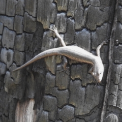 Unidentified Skink at Paulls Valley, WA - 12 Sep 2023 by HelenCross