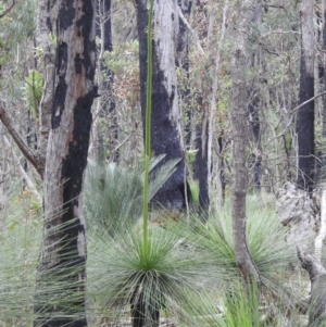 Xanthorrhoea drummondii at Paulls Valley, WA - 12 Sep 2023