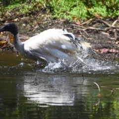 Threskiornis molucca (Australian White Ibis) at Victoria Point, QLD - 29 Sep 2023 by PJH123