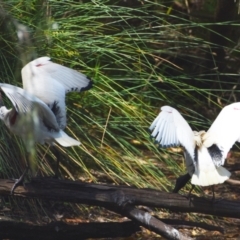 Threskiornis molucca at Victoria Point, QLD - 29 Sep 2023