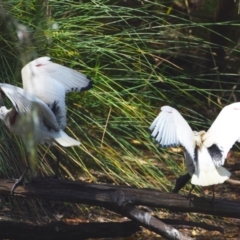 Threskiornis molucca at Victoria Point, QLD - 29 Sep 2023 12:05 PM