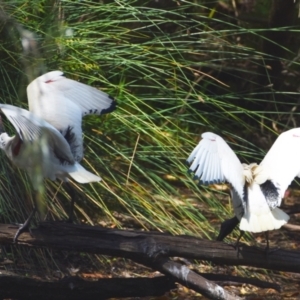 Threskiornis molucca at Victoria Point, QLD - 29 Sep 2023