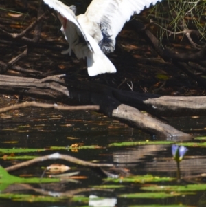 Threskiornis molucca at Victoria Point, QLD - 29 Sep 2023