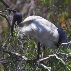 Threskiornis molucca at Victoria Point, QLD - 29 Sep 2023