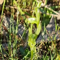 Hymenochilus sp. (A Greenhood Orchid) at Isaacs Ridge - 29 Sep 2023 by Mike