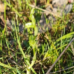 Hymenochilus sp. at Jerrabomberra, ACT - suppressed