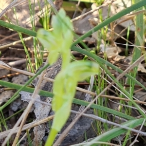 Hymenochilus sp. at Jerrabomberra, ACT - suppressed