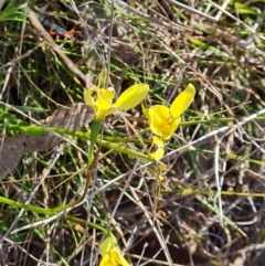 Diuris chryseopsis (Golden Moth) at Isaacs Ridge and Nearby - 29 Sep 2023 by Mike