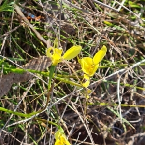 Diuris chryseopsis at Jerrabomberra, ACT - 29 Sep 2023