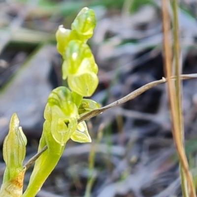 Hymenochilus cycnocephalus (Swan greenhood) at Isaacs Ridge and Nearby - 29 Sep 2023 by Mike