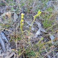 Hymenochilus cycnocephalus at Jerrabomberra, ACT - 29 Sep 2023