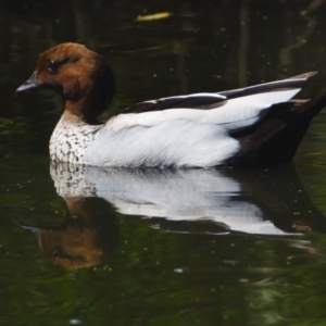 Chenonetta jubata at Victoria Point, QLD - 29 Sep 2023