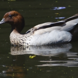 Chenonetta jubata at Victoria Point, QLD - 29 Sep 2023