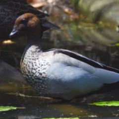 Chenonetta jubata at Victoria Point, QLD - 29 Sep 2023 12:03 PM