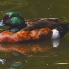 Anas castanea (Chestnut Teal) at Victoria Point, QLD - 29 Sep 2023 by PJH123