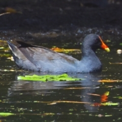 Gallinula tenebrosa (Dusky Moorhen) at Victoria Point, QLD - 29 Sep 2023 by PJH123