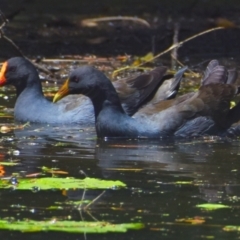 Gallinula tenebrosa at Victoria Point, QLD - 29 Sep 2023