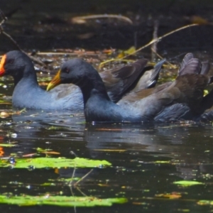 Gallinula tenebrosa at Victoria Point, QLD - 29 Sep 2023