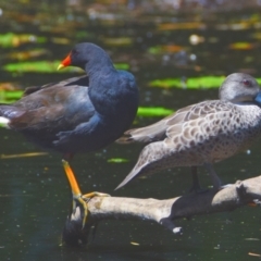 Gallinula tenebrosa (Dusky Moorhen) at Victoria Point, QLD - 29 Sep 2023 by PJH123