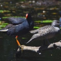 Gallinula tenebrosa at Victoria Point, QLD - 29 Sep 2023