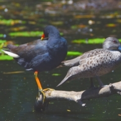 Gallinula tenebrosa at Victoria Point, QLD - 29 Sep 2023 12:04 PM