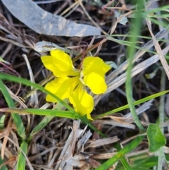 Goodenia hederacea subsp. hederacea (Ivy Goodenia, Forest Goodenia) at Jerrabomberra, ACT - 29 Sep 2023 by Mike