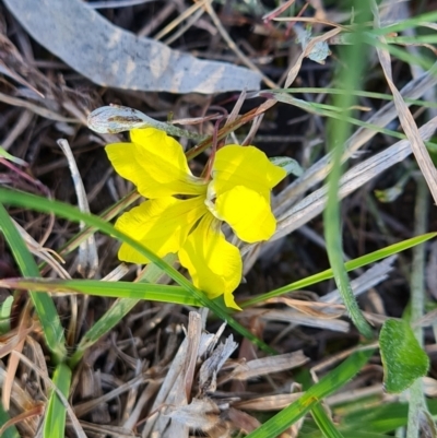 Goodenia hederacea subsp. hederacea (Ivy Goodenia, Forest Goodenia) at Isaacs Ridge and Nearby - 29 Sep 2023 by Mike