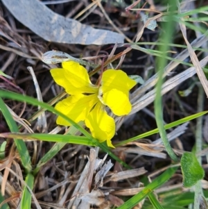 Goodenia hederacea subsp. hederacea at Jerrabomberra, ACT - 29 Sep 2023