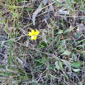 Goodenia hederacea subsp. hederacea at Jerrabomberra, ACT - 29 Sep 2023