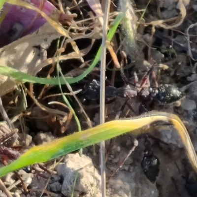 Myrmecia sp. (genus) (Bull ant or Jack Jumper) at Isaacs Ridge - 29 Sep 2023 by Mike