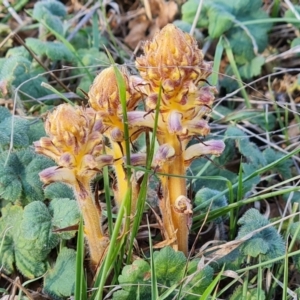 Orobanche minor at Jerrabomberra, ACT - 29 Sep 2023