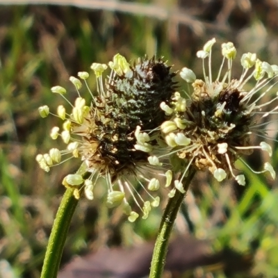 Plantago lanceolata (Ribwort Plantain, Lamb's Tongues) at Isaacs Ridge and Nearby - 29 Sep 2023 by Mike