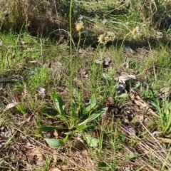 Plantago lanceolata at Jerrabomberra, ACT - 29 Sep 2023