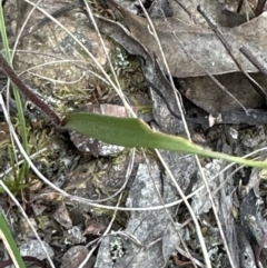 Caladenia moschata (Musky Caps) at Belconnen, ACT - 29 Sep 2023 by lbradley