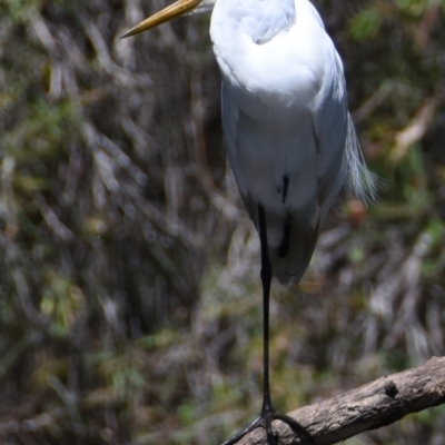 Ardea alba (Great Egret) at Victoria Point, QLD - 29 Sep 2023 by PJH123