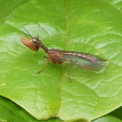 Campion australasiae (A mantid lacewing) at Mongarlowe River - 28 Nov 2021 by arjay