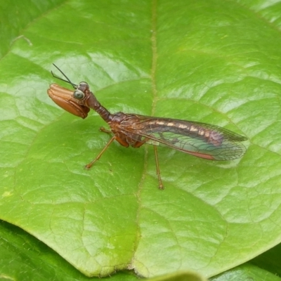 Campion australasiae (A mantid lacewing) at Charleys Forest, NSW - 28 Nov 2021 by arjay