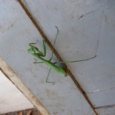 Pseudomantis albofimbriata (False garden mantis) at Mongarlowe River - 21 Apr 2011 by arjay