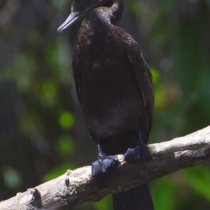 Phalacrocorax sulcirostris at Victoria Point, QLD - 29 Sep 2023 11:55 AM