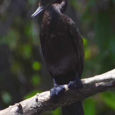 Phalacrocorax sulcirostris (Little Black Cormorant) at Victoria Point, QLD - 29 Sep 2023 by PJH123